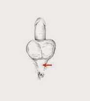 قوة العضلات وتوترها لزيادة قوتها