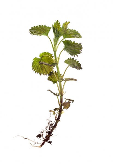 نبات القراص أحد مكونات صيغة TestoUltra